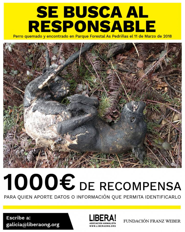 1000 € de recompensa a quien ayude a encontrar al que carbonizó este perro