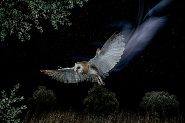 Reina de la noche, primer premio del X concurso Fotoaves de SEO/BirdLife