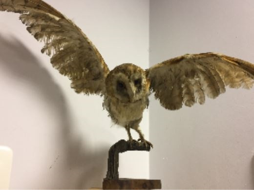 Intervenidos tres animales disecados en la feria de Moeche (A Coruña)