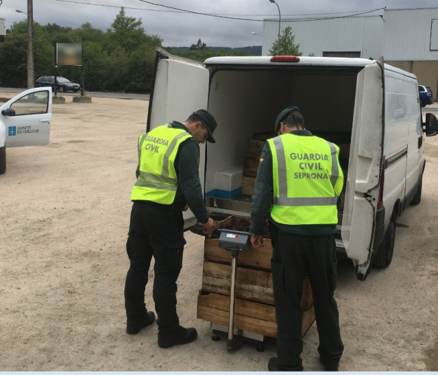 La Guardia Civil se incauta de erizo de mar sin documentar en Tomiño