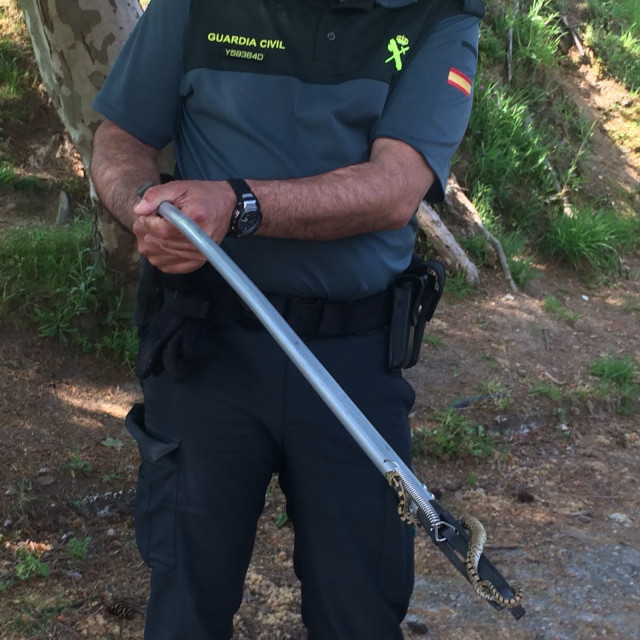 El Seprona retira una serpiente en un colegio de Tui (Pontevedra).