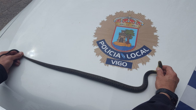 Culebra hallada en unos arbustos en Vigo