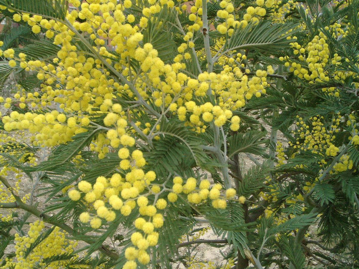 1200px Acacia dealbata