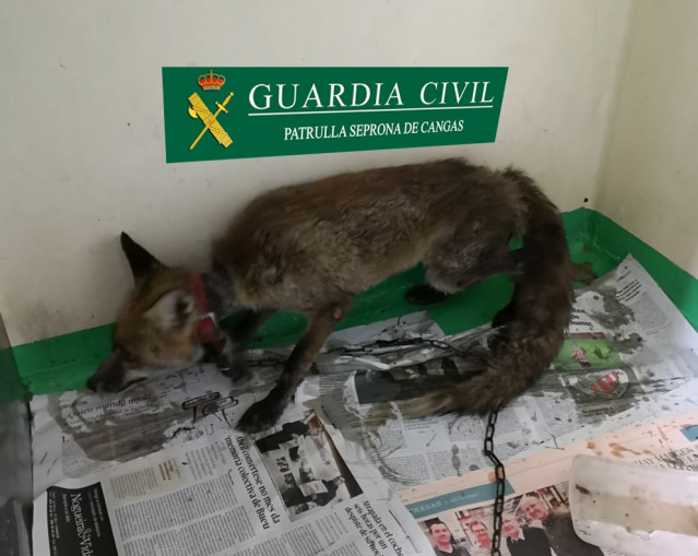 Denunciado un vecino de Cangas por capturar y tenencia ilegal d un zorro vivo.