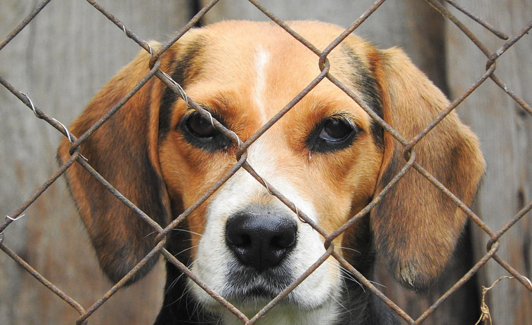 87.000 firmas para que las diputaciones cofinancien los refugios y protectoras de animales