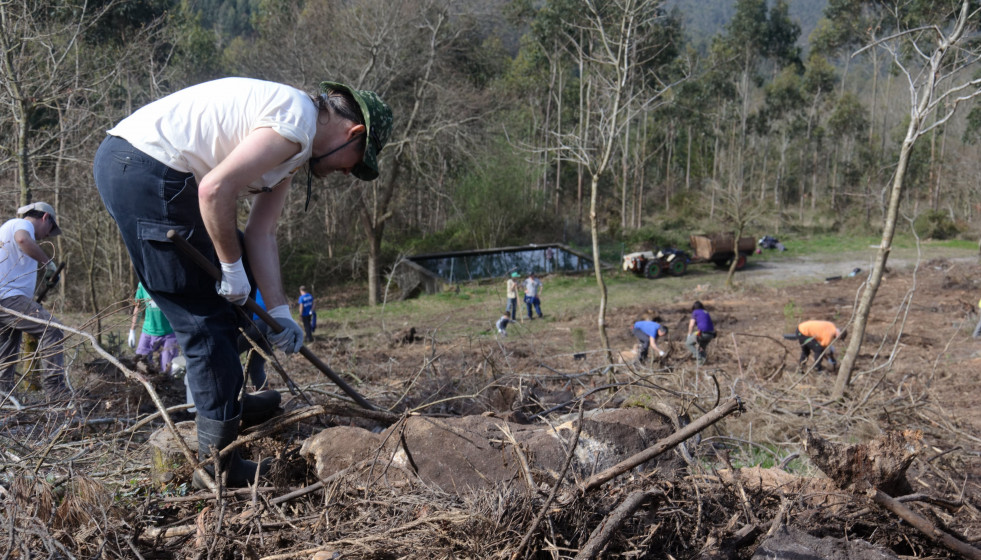 Brigadas eucalipto barbanza verdegaia 2