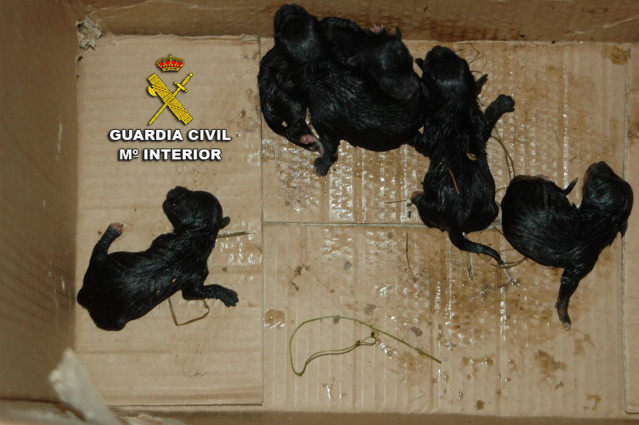 Cachorros de perro abandonados en un contenedor de basura en Poio (Pontevedra),
