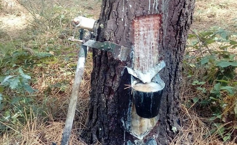 El sector de la resina, herramienta de prevención de incendios, duplica su producción