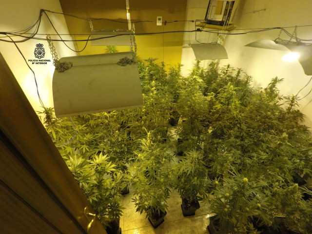 Operación Popeye con un detenido y 140 plantas de marihuana en Ourense.