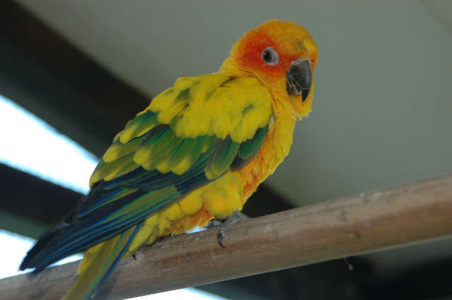 La Guardia civil de Lugo investiga la venta ilegal de especies exóticas