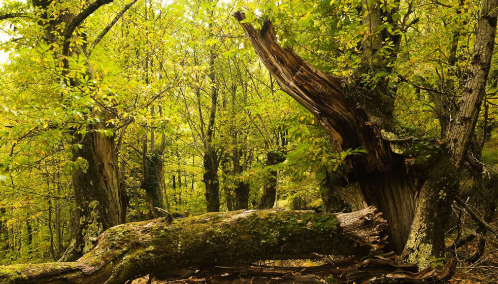 Souto de Santa Eufemia, Folgoso do Courel (Lugo), Premio Bosque Amenazado 2010