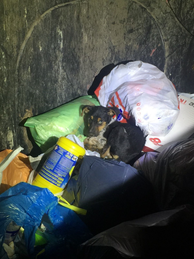Perro abandonado en Lugo en la basura