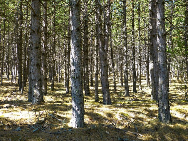 Bosque pinos