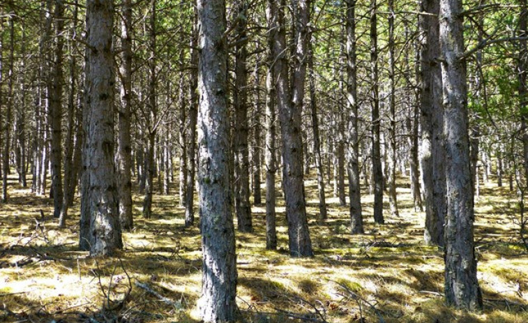 Finsa y la Asociación Forestal de Galicia promueven un plan para 