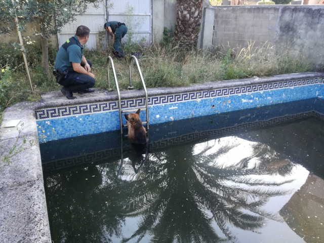 Perro rescatado de una piscina en Verín (Ourense)