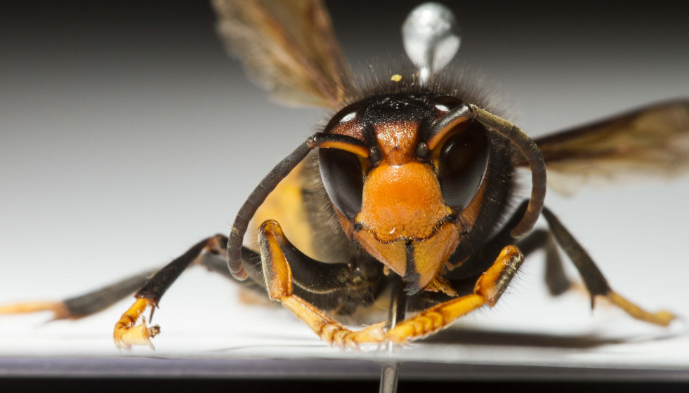 La avispa invasora 'vespa velutina'