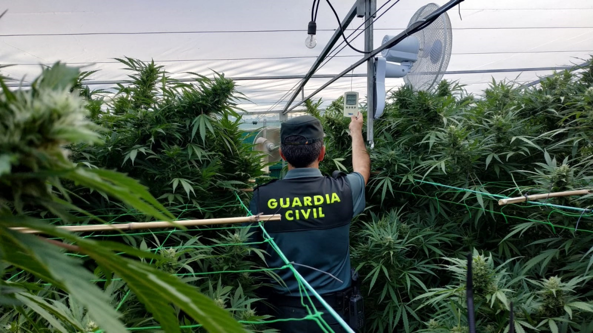Plantación de marihuana intervenida por la Guardia Civil en Gondomar