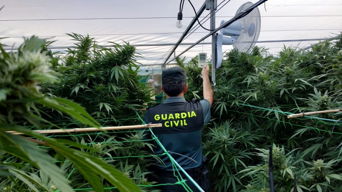 Plantación de marihuana intervenida por la Guardia Civil en Gondomar