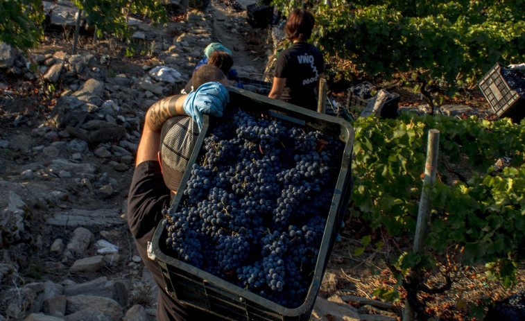 La vendimia de la D.O. Ribeira Sacra debe empezar el 25 de septiembre