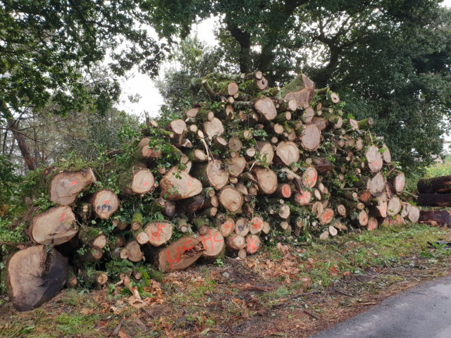 Tala ilegal de robles en Mazaricos denunciada por los ecologistas de Arco Iris.