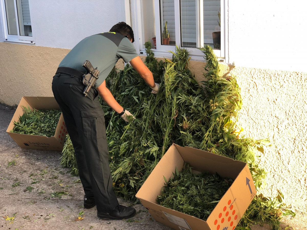 Plantas de marihuana incautadas a un vecino de Celanova