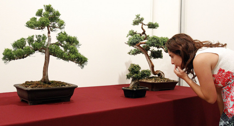 El Pazo da Cultura de Pontevedra, improvisado jardín de bonsáis