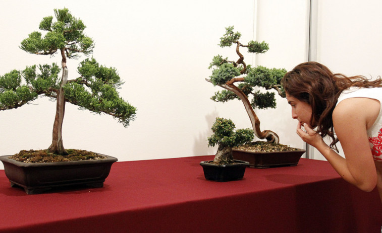 El Pazo da Cultura de Pontevedra, improvisado jardín de bonsáis