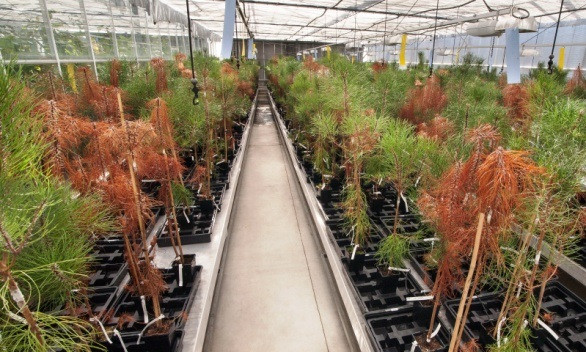 Galicia presenta avances sobre la enfermedad del pino por los nematodos.