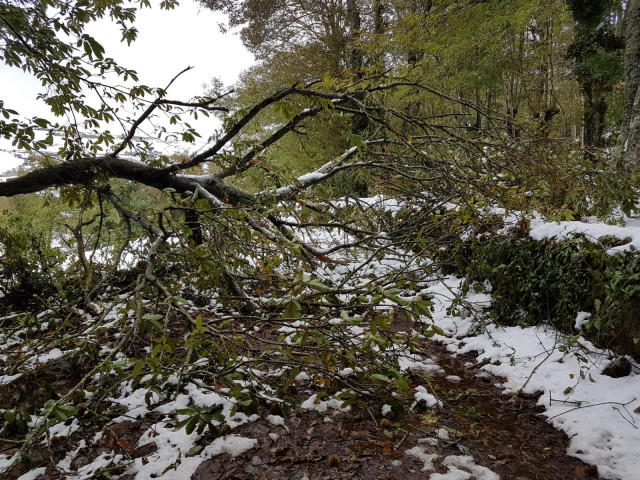 Castaños afectados por las nevadas en la montaña lucense