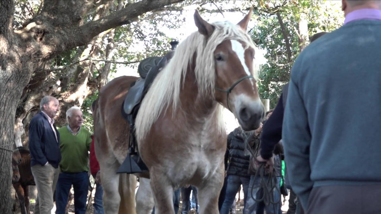 Teo se prepara para celebrar su fiesta de San Martiño