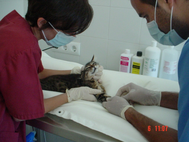 Intervención en una clínica veterinaria