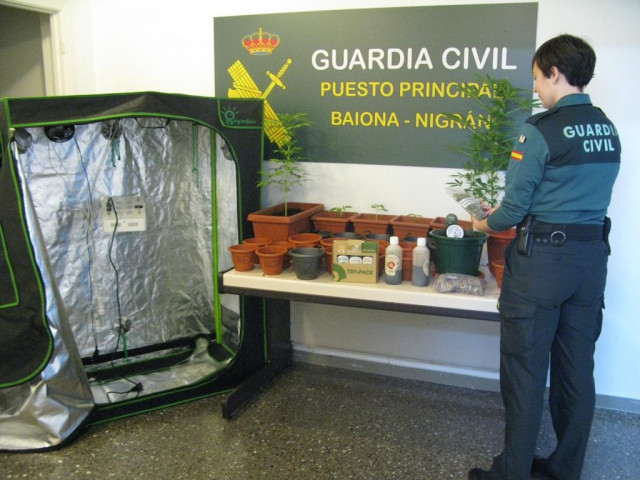 Plantación de marihuana incautada en Baiona (Pontevedra)