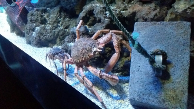 Pesca, centollo, marisco