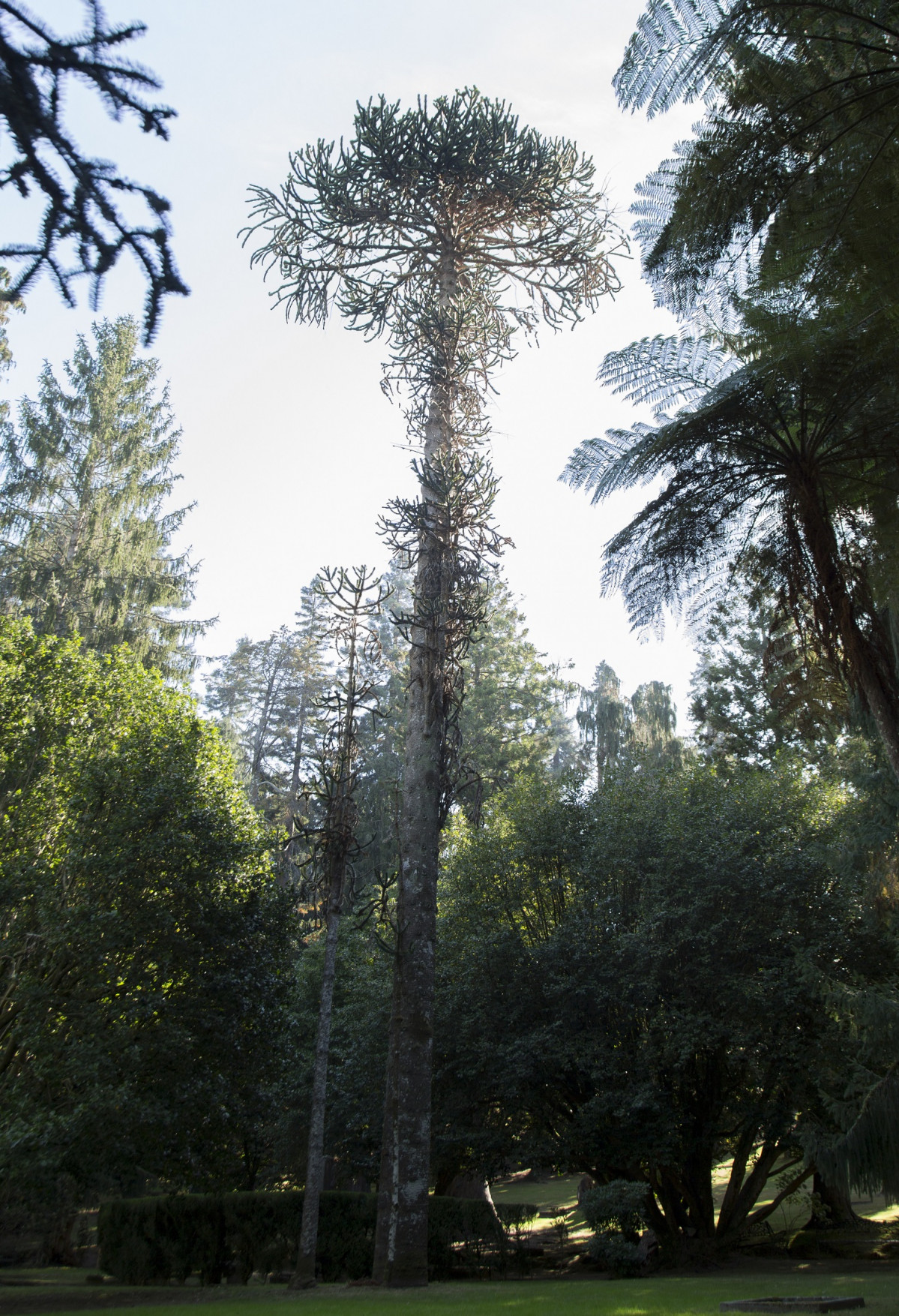 ARAUCARIA1 soutomaior