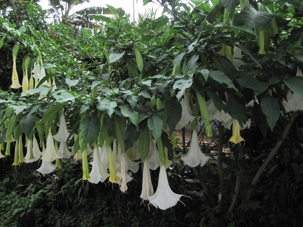 FLORES DE BURUNDANGA