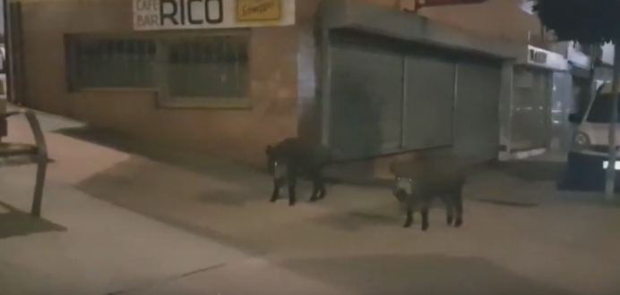 Jabalies a coruu00f1a os castros