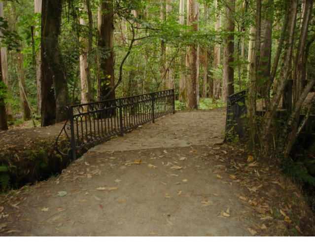 Eucaliptal de Chavín eucalipto bosque