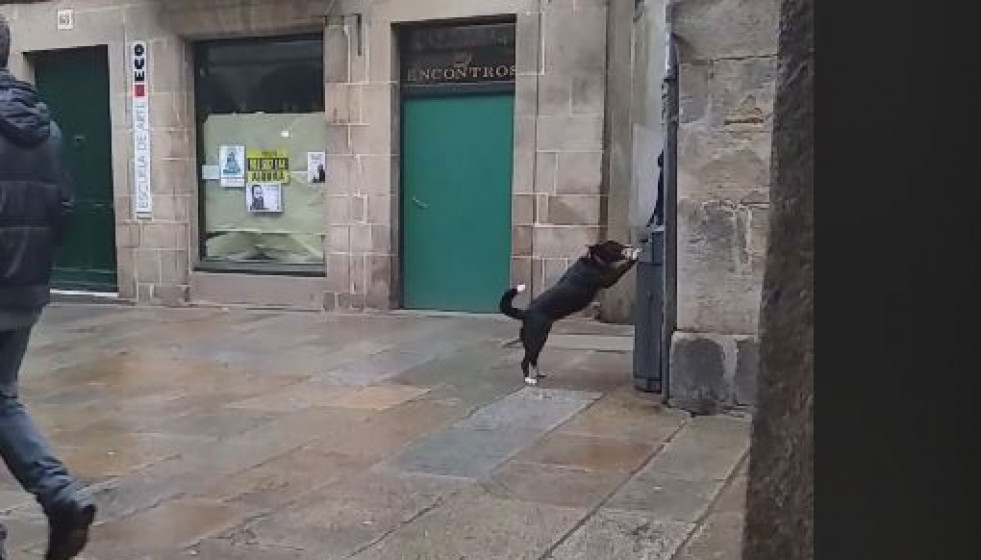 PERRO PAPELERA SANTIAGO