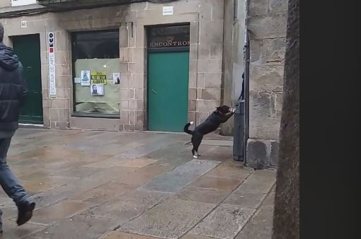 PERRO PAPELERA SANTIAGO