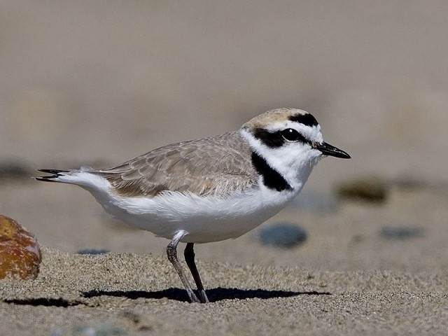 Chorlitejo Patinegro