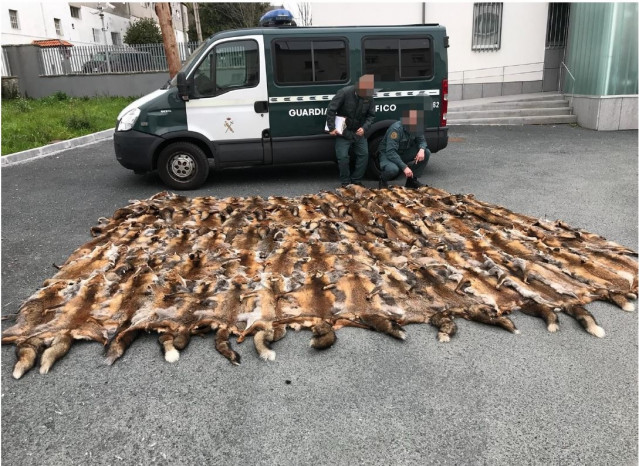 La Guardia Civil de Ferrol intercepta 87 pieles de zorro sin documento en una fu