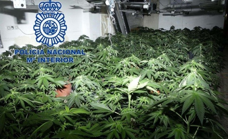 Prisión para los propietarios de más de 2.600 plantas de marihuana