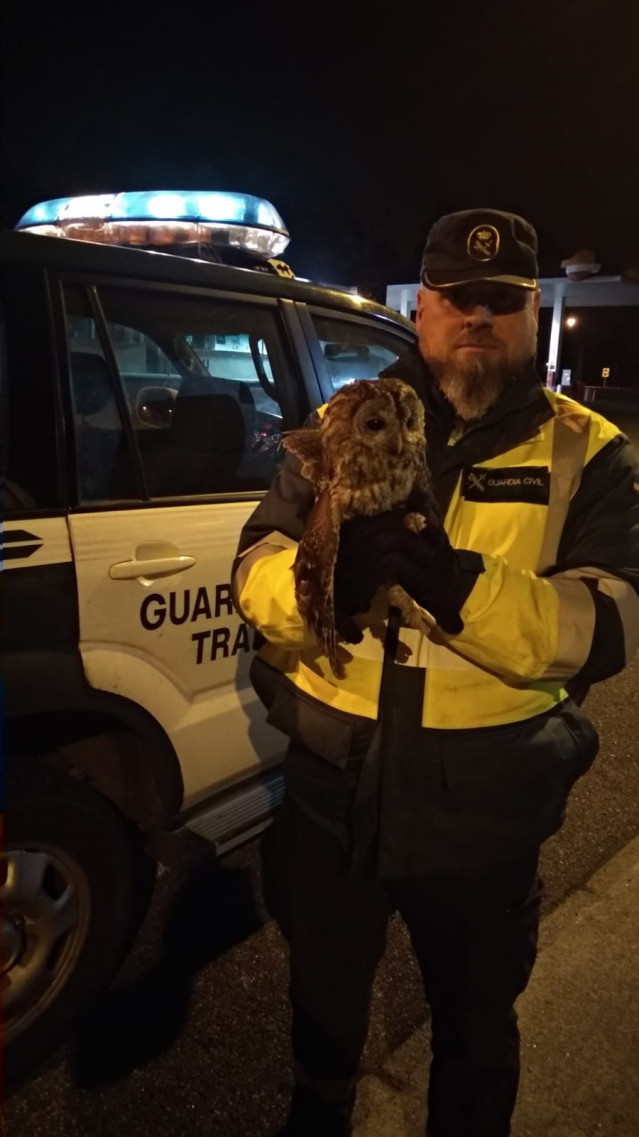 La Guardia Civil recupera un cárabo común que se encontraba herido en la autopis