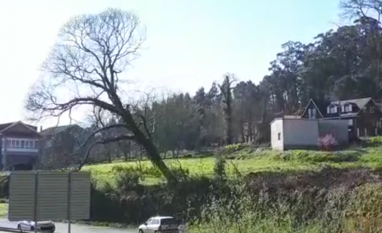 (VÍDEO) Los conductores de una carretera de Noia se salvan de la caída de un árbol