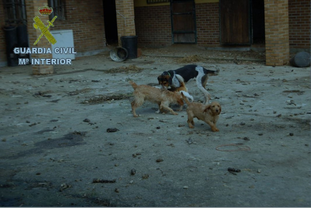 Investigado un vecino de Rianxo (A Coruña) por maltrato animal por tener más de