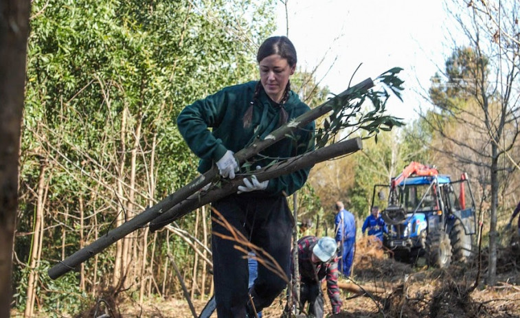 Cientos de voluntarios arracan 205.000 eucaliptos para combatir los incendios