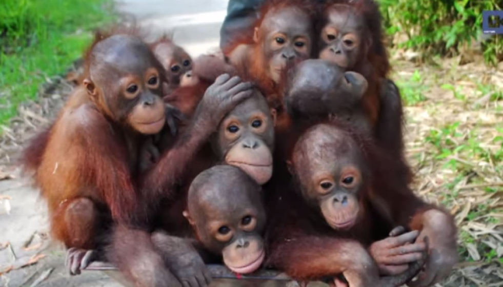 Orangutans