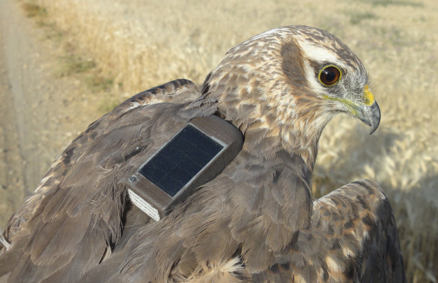 La migración de los aguiluchos cenizos desde África a España ha comenzado su rut