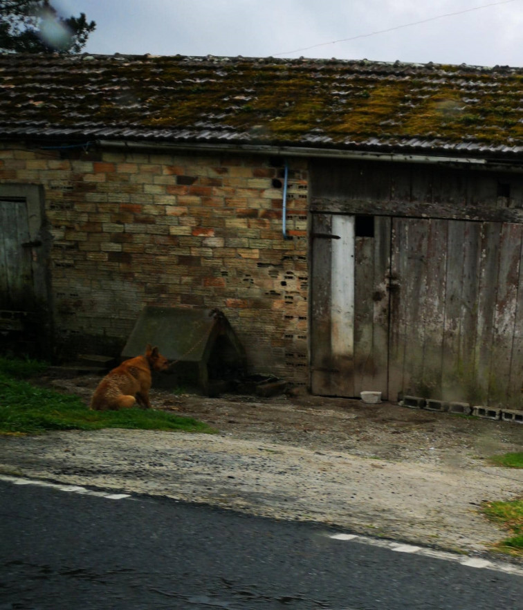 Más de 400 perros encadenados 
