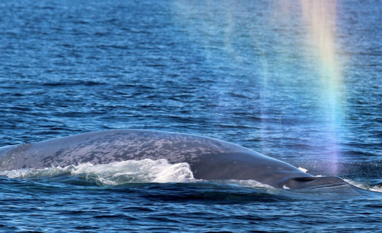 Ya se puede salir a avistar delfines, y puede que ballenas, de la mano de científicos gallegos